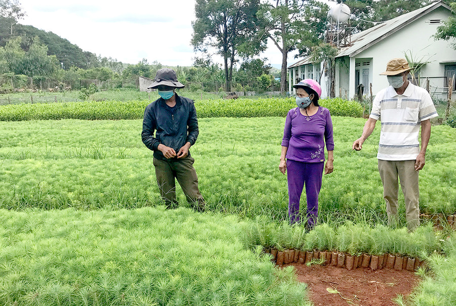  Nhân viên Ban Quản lý rừng phòng hộ huyện Mang Yang chuẩn bị cây giống để trồng rừng. Ảnh: Nguyễn Diệp