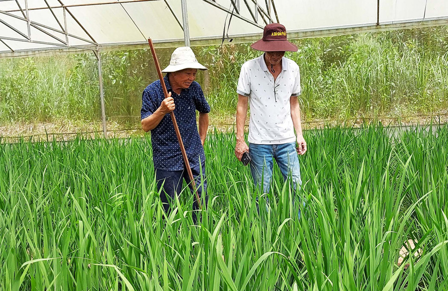 Phó Giáo sư-Tiến sĩ Nguyễn Văn Hoan giới thiệu các giống lúa đang lai tạo tại trang trại của gia đình ở xã Ia Bang (huyện Chư Prông). Ảnh: Hoành Sơn