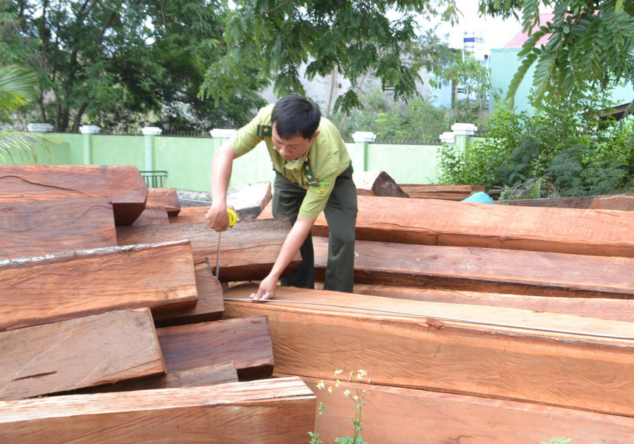 Lực lượng chức năng huyện Kông Chro kiểm kê số lượng lâm sản vi phạm. Ảnh: Lê Nam