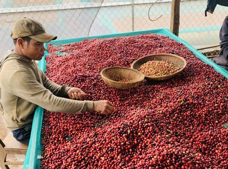 Những quả cà phê chín đỏ làm nên thương hiệu cà phê Buôn Ma Thuột.