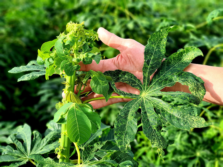 Lá cây mì bị vàng và xoăn tít do mắc bệnh khảm lá. Ảnh: Trần Bình Định Lá sắn bị vàng và xoăn tít do mắc bệnh khảm lá. Ảnh: Trần Bình Định