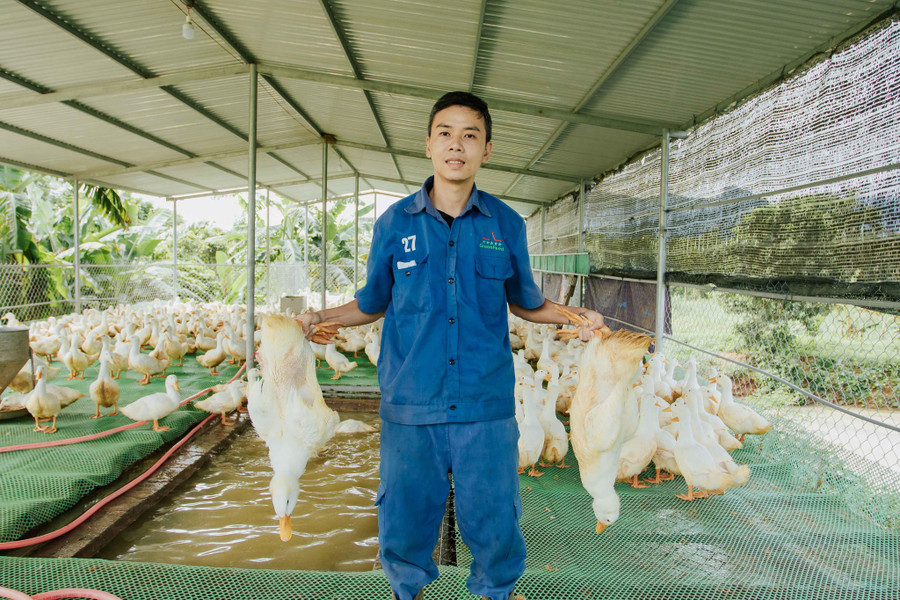Mô hình chăn nuôi vịt trên sàn lưới mang lại lợi nhuận cao và ổn định