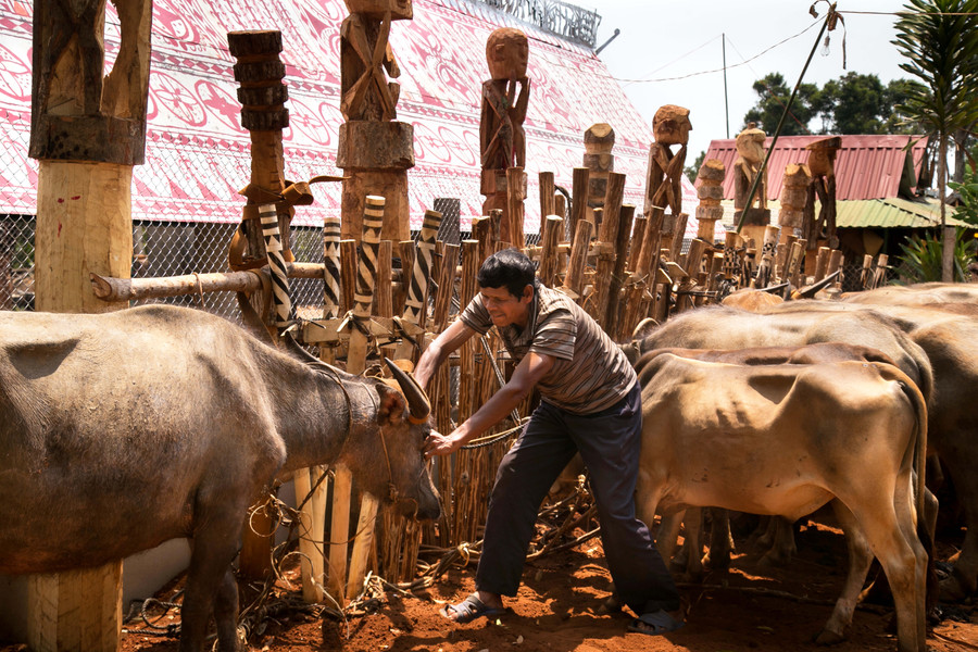 Việc góp trâu, bò tổ chức lễ bỏ mả trở thành gánh nặng cho đồng bào dân tộc thiểu số suốt một thời gian dài. Ảnh: Nguyễn Linh Vinh Quốc