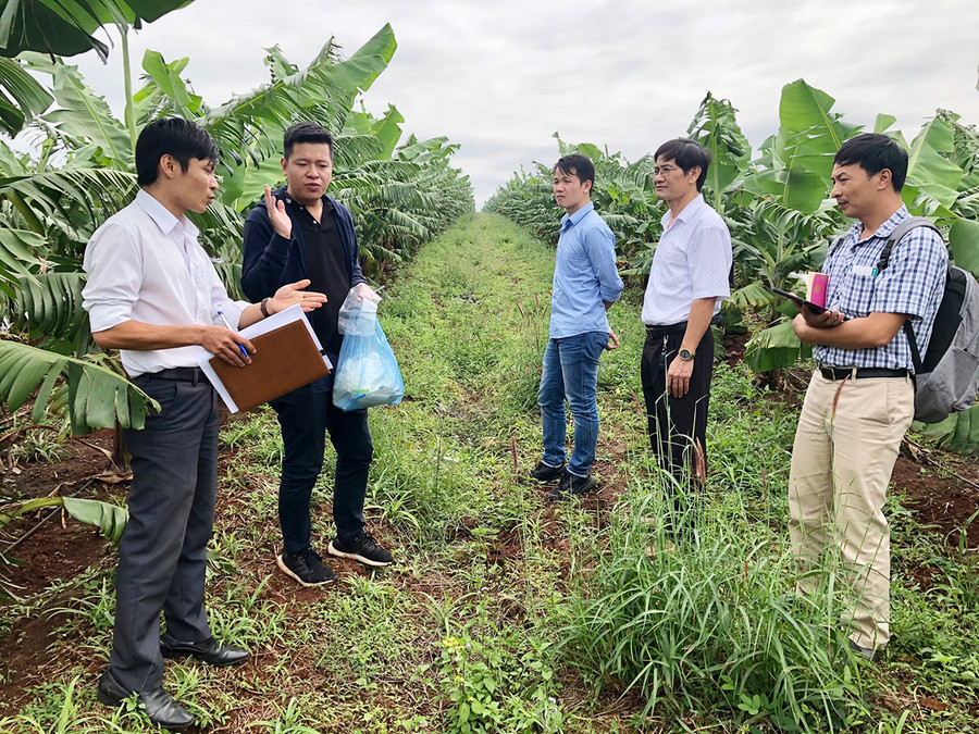 Chi cục Trồng trọt và Bảo vệ thực vật kiểm tra mô hình trồng cây ăn quả trên địa bàn huyện Đak Đoa để gửi hồ sơ cấp mã số vùng trồng (ảnh chụp trước tháng 4-2021). Ảnh: Lê Nam