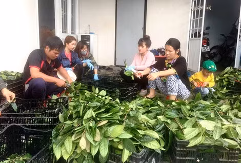 Thu hoạch trà hoa vàng tại gia đình chị Lê An Na.