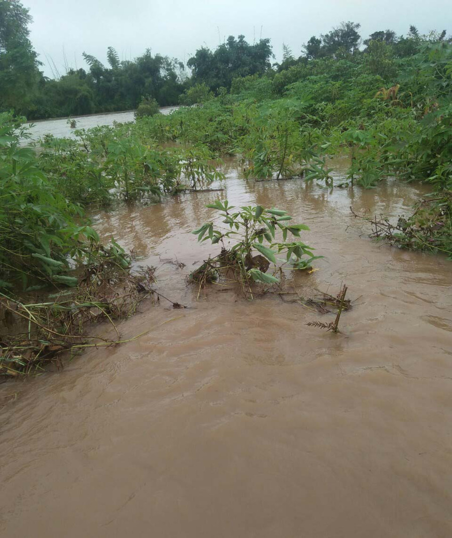 Một số diện tích mì của người dân tại làng Đê Tar, xã Kon Chiêng. Ảnh: Lê Nam