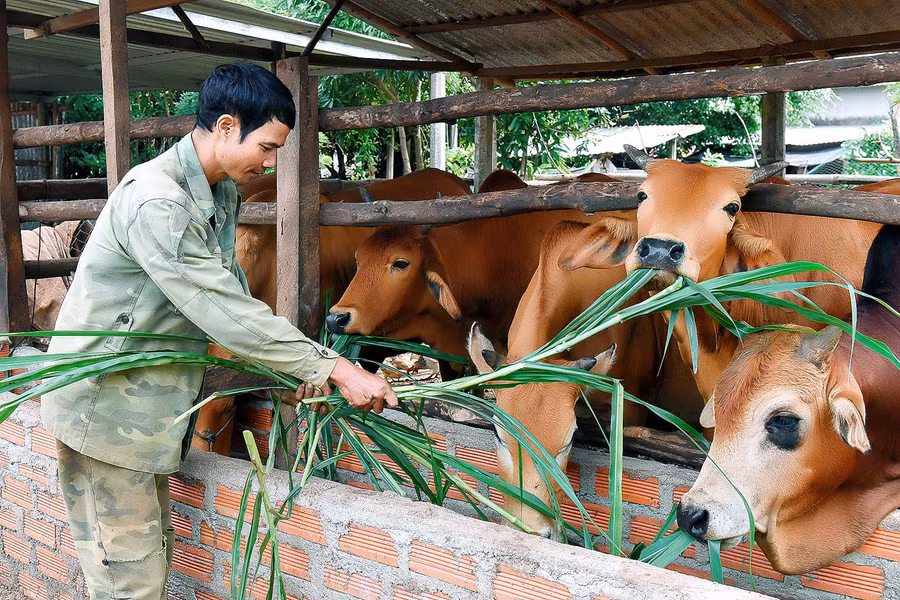 2.Ông Nhit (làng Đăk Trôk, xã Đăk Yă) cho biết: Năm 2016, gia đình tôi chỉ có 2 con bò giống. Nhờ được tham gia các lớp tập huấn về chăn nuôi, gia đình đã đầu tư làm chuồng trại. Đến nay gia đình đã có 10 con bò, 11 con dê… Bình quân mỗi năm tôi có thêm thu nhập từ 40-50 triệu đồng từ bán bò, dê.