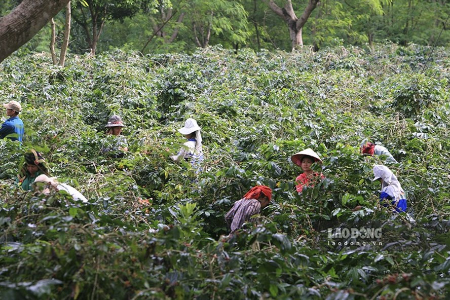 Nông dân huyện Mường Ảng, Điện Biên thu hái cà phê. Ảnh: Văn Thành Chương