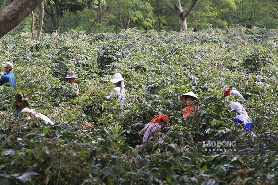Nông dân huyện Mường Ảng, Điện Biên thu hái cà phê. Ảnh: Văn Thành Chương