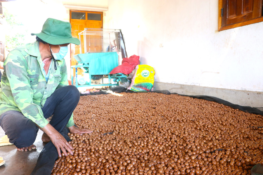 Ông Trần Văn Luyện (làng Sơ Rơn, xã Chư Krêy, huyện Kông Chro) hong khô hạt mắc ca chuẩn bị sấy, đóng gói bán. Ảnh: Ngọc Minh