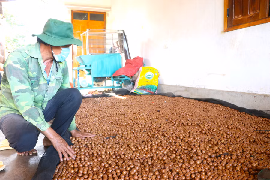 Ông Trần Văn Luyện (làng Sơ Rơn, xã Chư Krêy, huyện Kông Chro) hong khô hạt mắc ca chuẩn bị sấy, đóng gói bán. Ảnh: Ngọc Minh