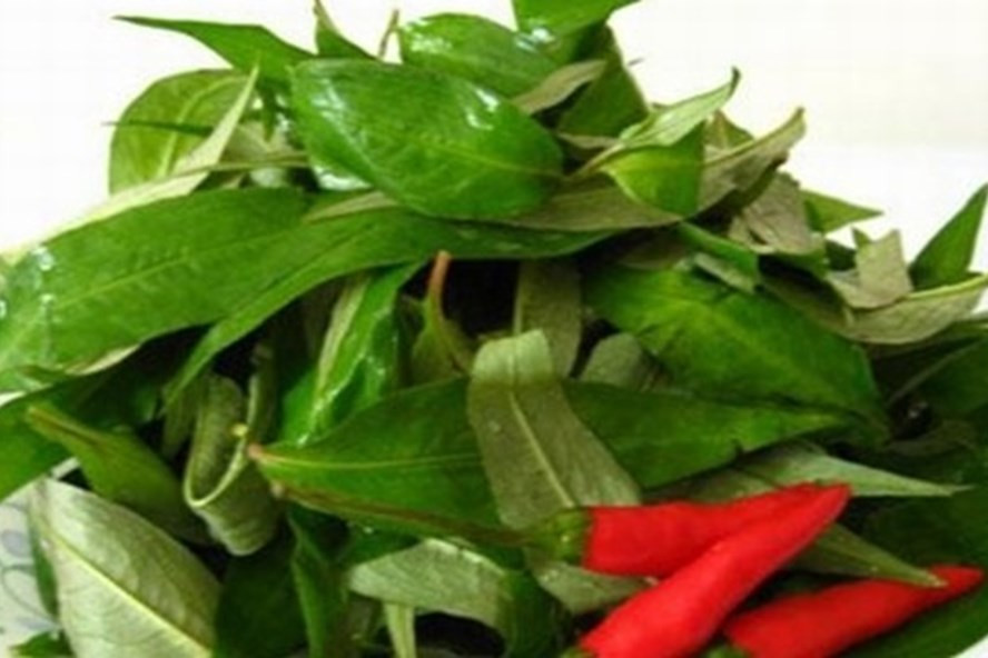 Rau răm có nhiều tác dụng bất ngờ đối với sức khoẻ con người.