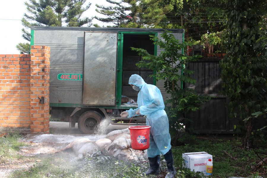 Tiêu hủy lợn bệnh tại một hộ chăn nuôi trên địa bàn TP. Buôn Ma Thuột. Ảnh minh họa.