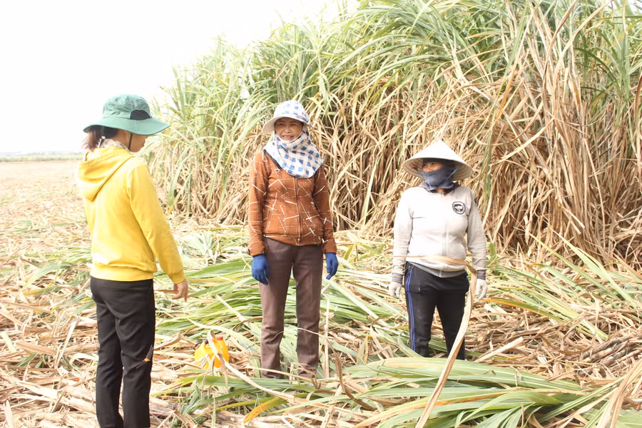 Cán bộ nguyên liệu của Công ty luôn đồng hành cùng người trồng mía. Ảnh: Nguyễn Diệp