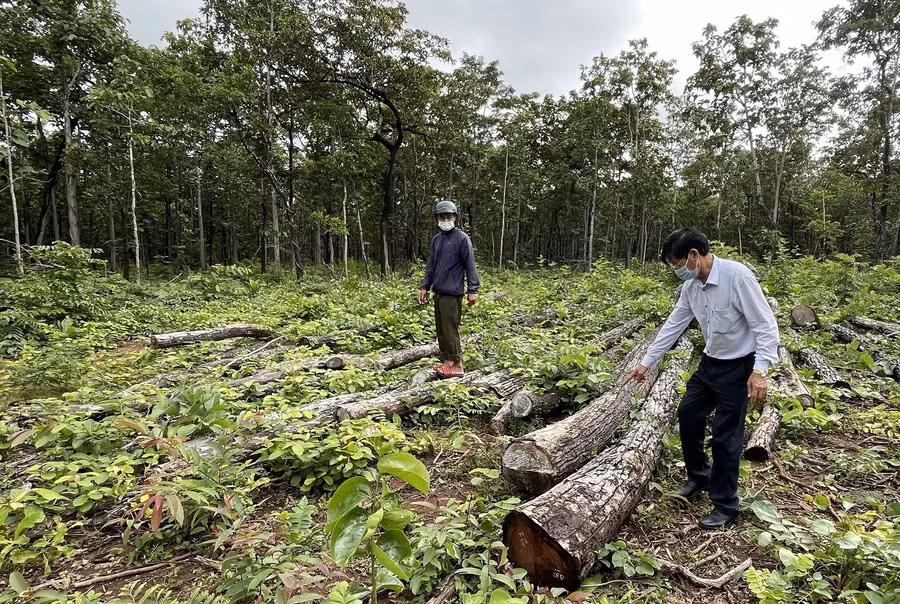 Một khu vực rừng có gỗ 