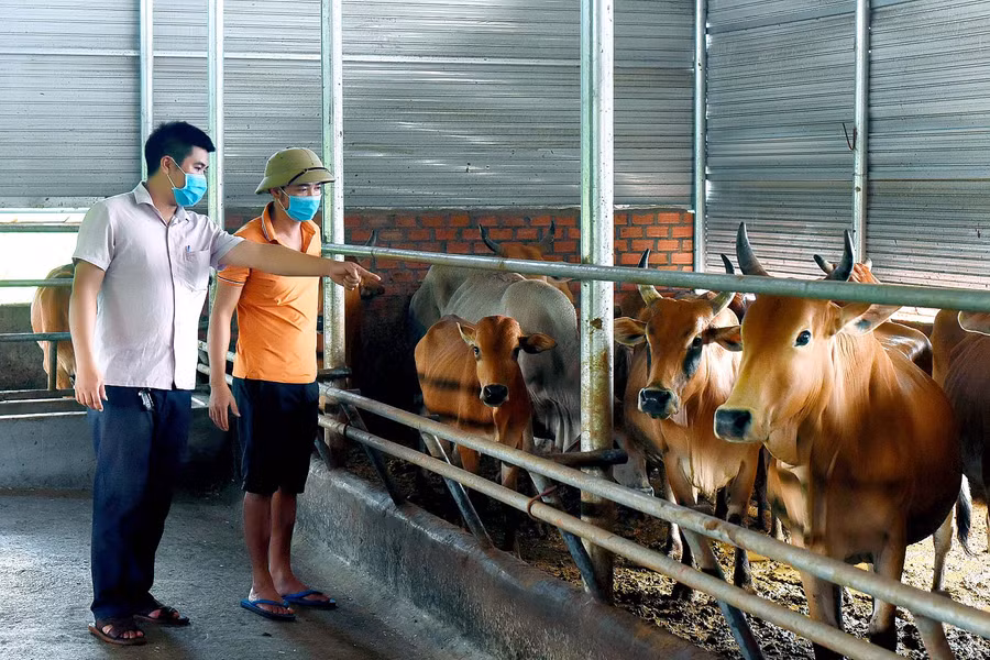 4. Hợp tác xã Dịch vụ Nông nghiệp Duy Tâm (xã Hbông, huyện Chư Sê) đang tăng đàn bò phục vụ thị trường cuối năm. Anh Trịnh Duy Tâm-Giám đốc Hợp tác xã-cho biết: “Gần 100 con bò của gia đình đã được tiêm phòng và đang phát triển tốt. Dự kiến đến cuối năm 2021 sẽ cung cấp cho thị trường hơn 3 tấn thịt”. 