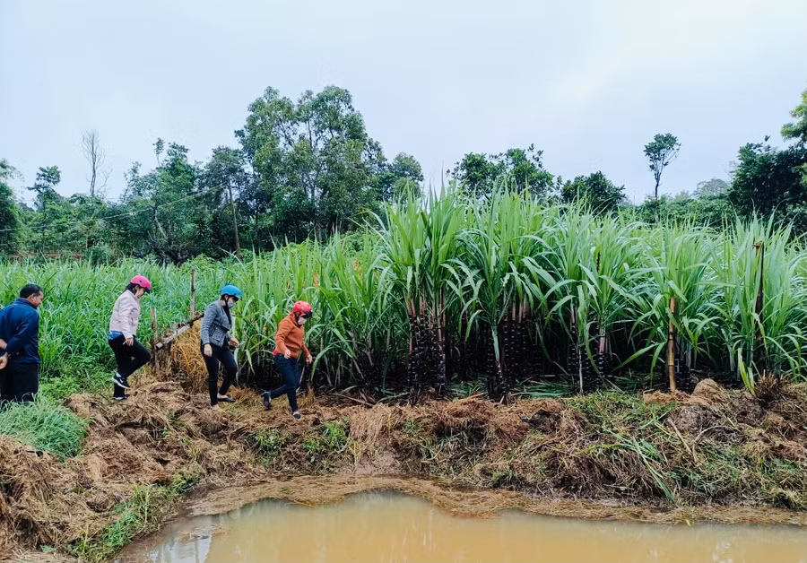 Hội Nông dân thành phố cùng chính quyền địa phương tiến hành khảo sát các hộ trồng mía tím có nhu cầu tham gia vay vốn. Ảnh: Trần Dung
