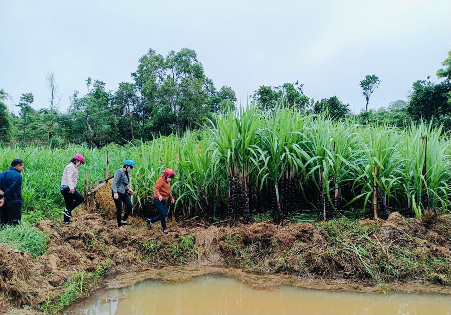 Hội Nông dân thành phố cùng chính quyền địa phương tiến hành khảo sát các hộ trồng mía tím có nhu cầu tham gia vay vốn. Ảnh: Trần Dung