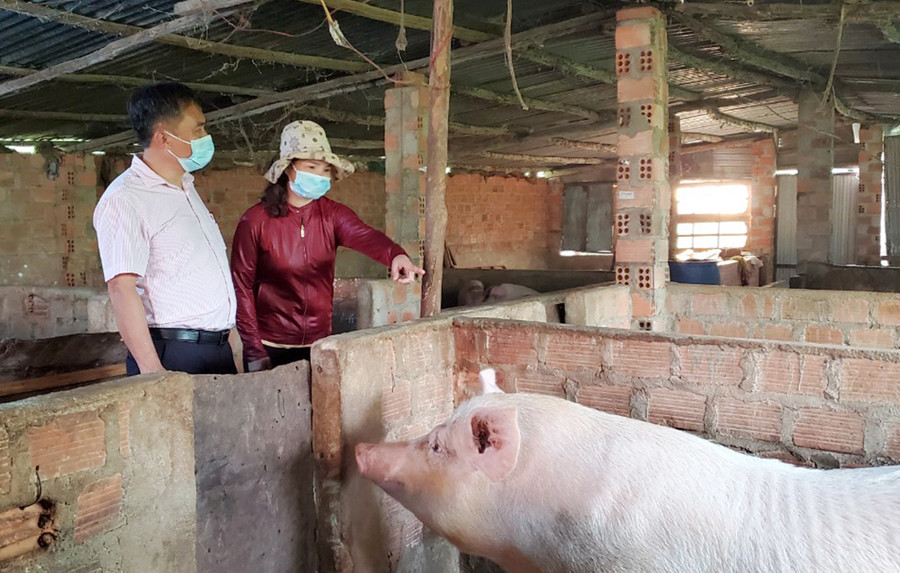 Nhiều hộ dân ở huyện Chư Păh vay vốn ưu đãi để phát triển chăn nuôi, vươn lên thoát nghèo. Ảnh: Sơn Ca Nhiều hộ dân ở huyện Chư Păh vay vốn ưu đãi để phát triển chăn nuôi, vươn lên thoát nghèo. Ảnh: Sơn Ca