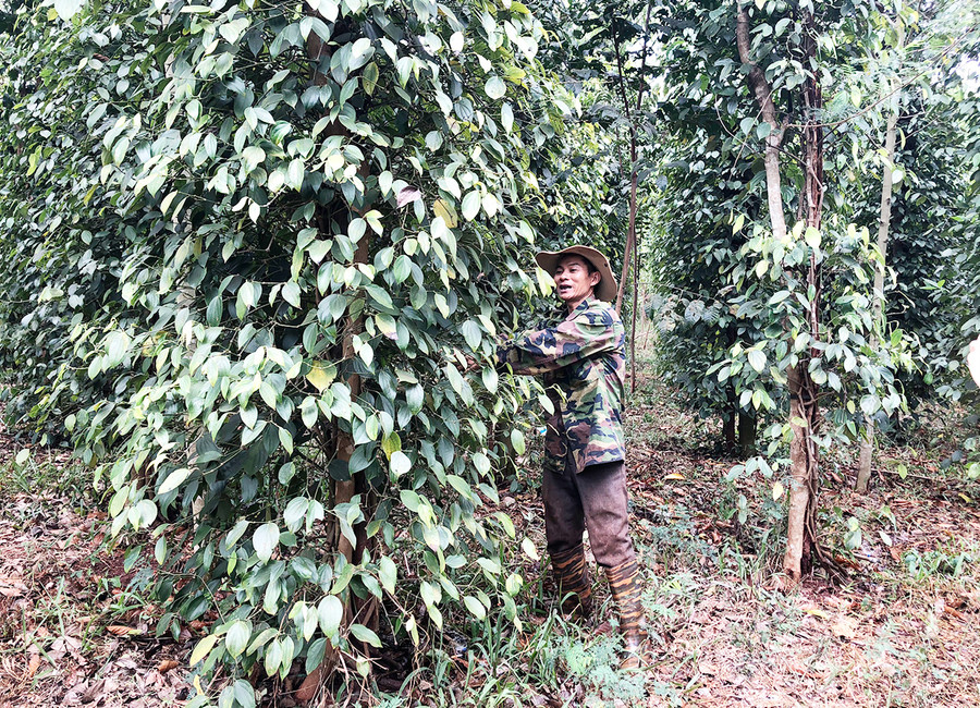 Nông dân xã Ia Blang (huyện Chư Sê) chăm sóc vườn hồ tiêu. Ảnh: Lê Nam Nông dân xã Ia Blang (huyện Chư Sê) chăm sóc vườn hồ tiêu. Ảnh: Lê Nam