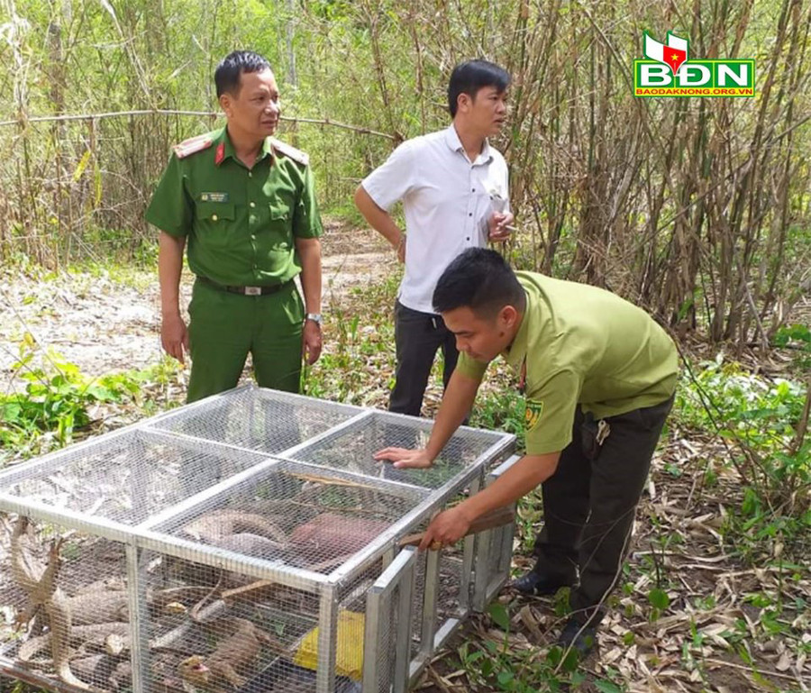  Lực lượng chức năng thả 17 con kỳ đà vân về môi trường tự nhiên (Ảnh tư liệu)
