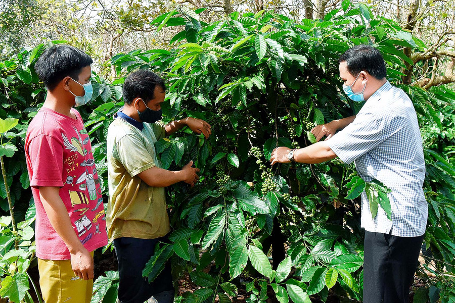 4. Cán bộ xã Ia Pếch hướng dẫn hội viên nông dân kỹ thuật chăm sóc cây cà phê. 