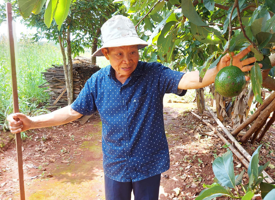 Phó Giáo sư-Tiến sĩ Nguyễn Văn Hoan bên giống cây bơ do ông lai tạo. Ảnh: Hoành Sơn