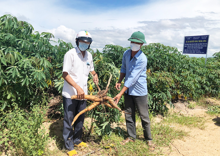 Ông Hoàng Duy Hoàn (bìa trái)-Giám đốc Hợp tác xã nông nghiệp Tân Tiến kiểm tra sự phát triển của cây mì giống KM94. Ảnh: Lê Nam Ông Hoàng Duy Hoàn (bìa trái)-Giám đốc Hợp tác xã nông nghiệp Tân Tiến kiểm tra sự phát triển của cây mì giống KM94. Ảnh: Lê Nam