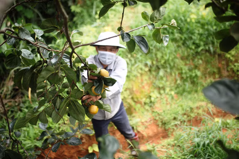 Ngay từ sáng sớm, người dân đã bắt đầu thu hoạch hồng vuông đồng