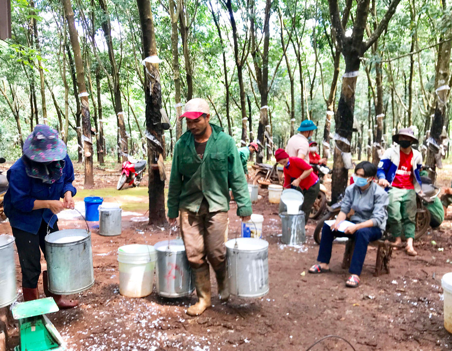 Công nhân Nông trường An Phú (Công ty TNHH một thành viên Cao su Chư Prông) tập kết mủ cao su sau khi cạo. Ảnh: Hà Duy
