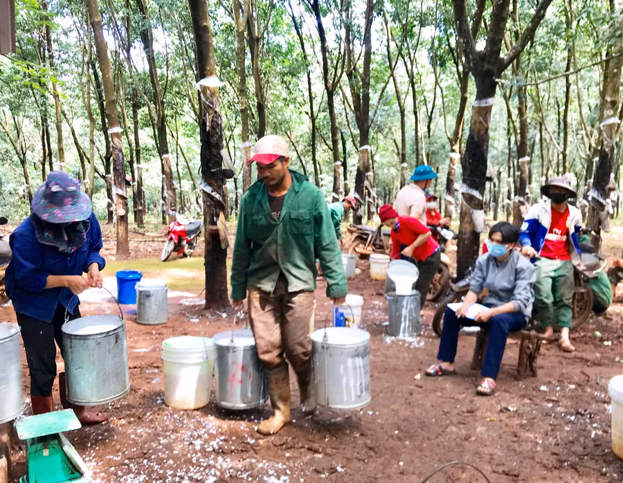 Công nhân Nông trường An Phú (Công ty TNHH một thành viên Cao su Chư Prông) tập kết mủ cao su sau khi cạo. Ảnh: Hà Duy