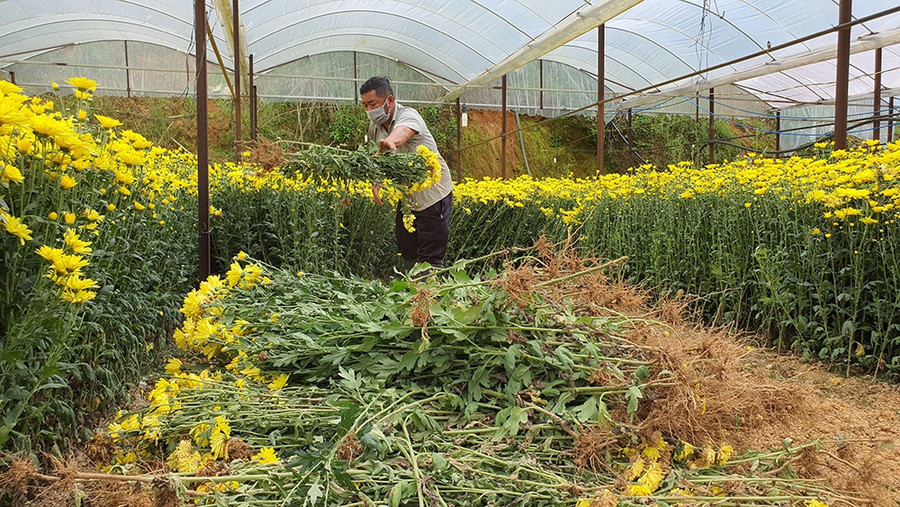 Một hộ nông dân phải nhổ bỏ vườn hoa vì xịt thuốc diệt côn trùng khiến cây bị hư hỏng. Ảnh: Gia Bình