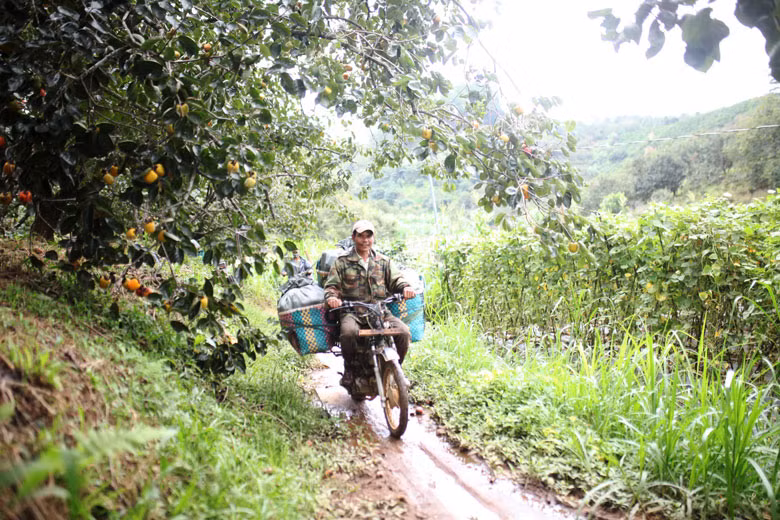 Hồng thu hoạch đến đâu được người dân vận chuyển bằng xe máy đến nơi tập kết chờ thương lái đến thu mua