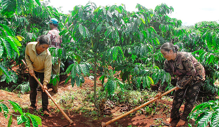 Nông dân xã Ia Dom (huyện Đức Cơ) chăm sóc vườn cà phê tái canh (ảnh chụp trước tháng 4-2021). Ảnh: Đức Thụy