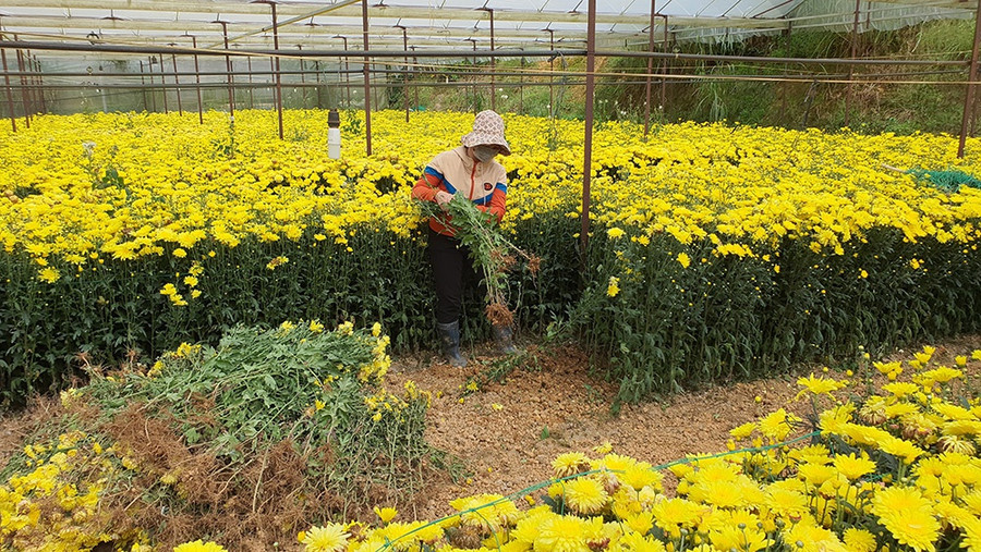 Chi cục TT-BVTV Lâm Đồng đang phối hợp với ngành Y tế kiểm tra các vấn đề liên quan để xử lý. Ảnh: Gia Bình