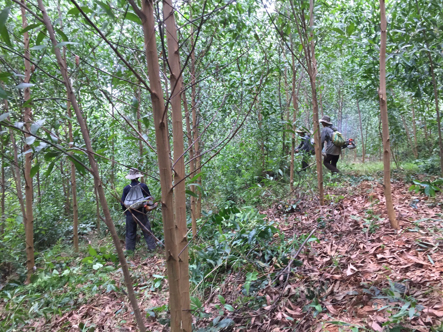 Dọn cỏ, chăm sóc cho rừng keo với nhiều nhân công. Ảnh: TB. Dọn cỏ, chăm sóc cho rừng keo với nhiều nhân công. Ảnh: TB.