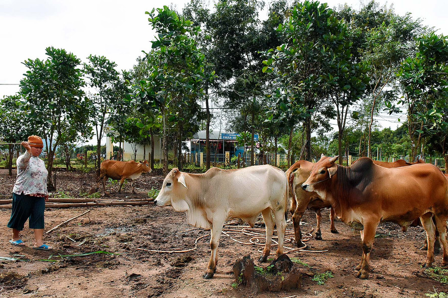1.Người dân làng Đăk Trôk (xã Đăk Yă, huyện Mang Yang) đầu tư chăn nuôi bò sau khi được đào tạo nghề nông nghiệp. 