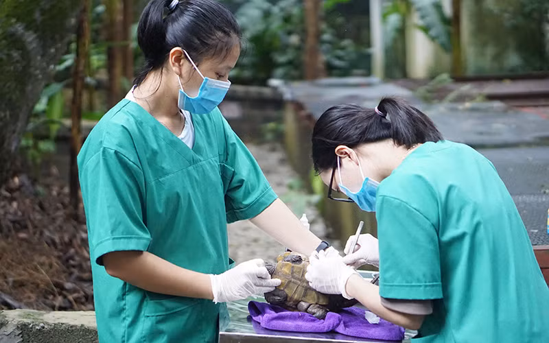 Bác sĩ thú y và trợ lý gắn chíp cho rùa đầu to. Ảnh: Nguyễn Thu Thủy