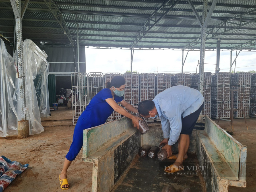 Nhà xưởng riêng biệt, phục vụ cho việc nuôi trồng nấm. Ảnh: N.G