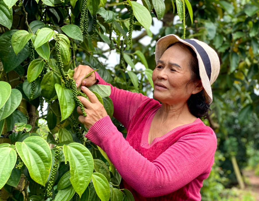 Bà Cao Thị Ban chăm sóc vườn hồ tiêu của gia đình. Ảnh: Hà Duy