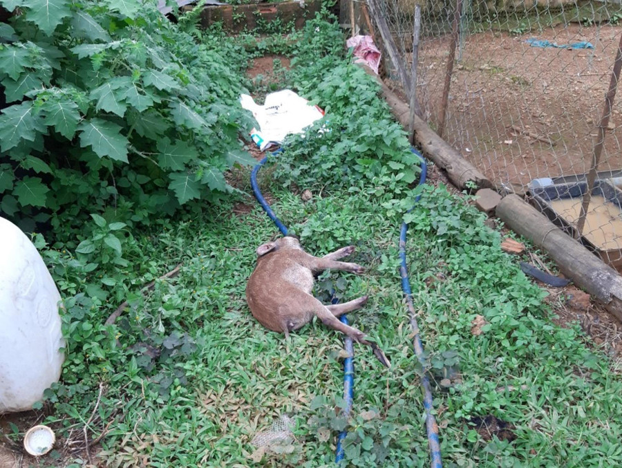 Heo thuộc dự án phát triển giống heo địa phương tại H.Kon Plông chết hàng loạt. Ảnh: Thiên Ân