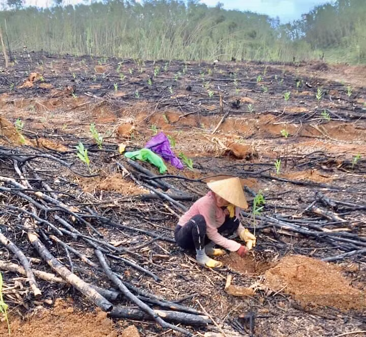 Sau khi thu hoạch, dọn thực bì thì bắt đầu trồng vụ mới. Ảnh: TB.