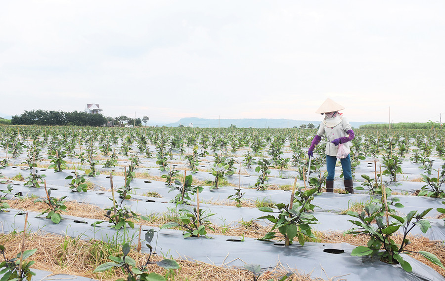 3 Sau khi sắp xếp, ổng định cuộc sống chính quyền các địa phương tập trung chuyển đổi cây trồng áp dụng giống mới và đưa tiến bộ khoa học kỹ thuật vào sản xuất để nâng cao năng suất, thu nhập.jpg