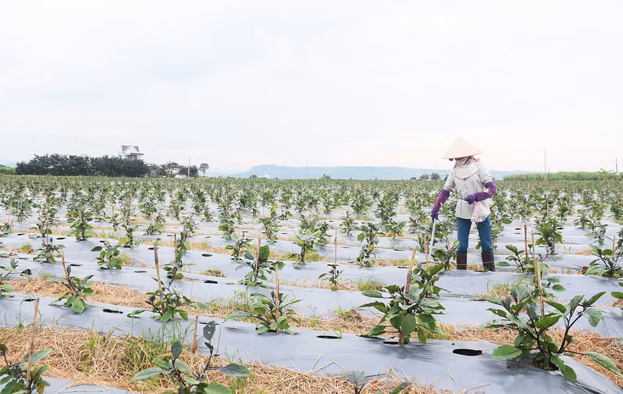 3 Sau khi sắp xếp, ổng định cuộc sống chính quyền các địa phương tập trung chuyển đổi cây trồng áp dụng giống mới và đưa tiến bộ khoa học kỹ thuật vào sản xuất để nâng cao năng suất, thu nhập.jpg