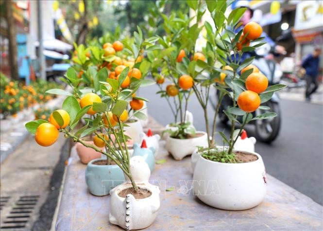 Nhiều người chuộng những chậu quất nhỏ có thể bày tại văn phòng.