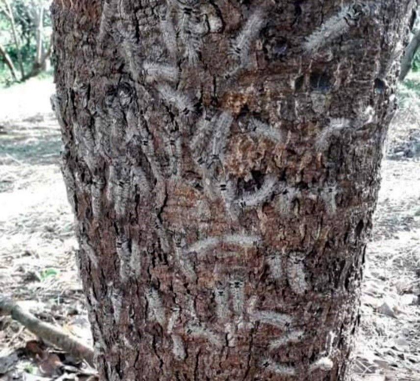 Đại dịch sâu róm vừa xuất hiện ở xã Đắk Ngo, huyện Tuy Đức, tỉnh Đắk Nông. Ảnh: Phan Tuấn