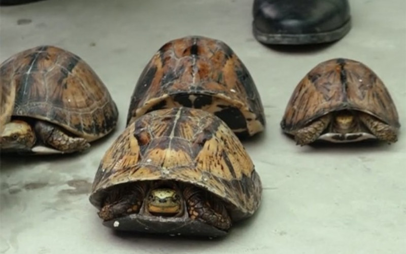 Cận cảnh những cá thể rùa hộp trán vàng quý hiếm được thu giữ.