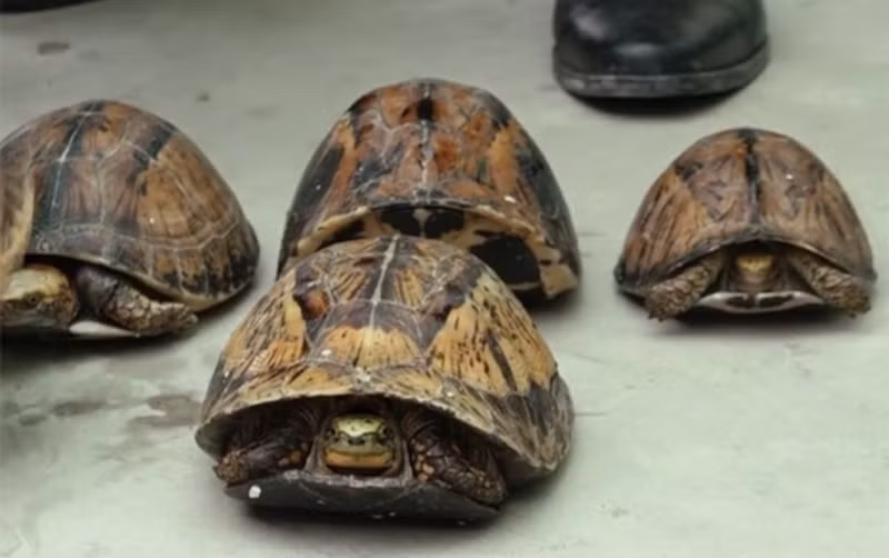 Cận cảnh những cá thể rùa hộp trán vàng quý hiếm được thu giữ.