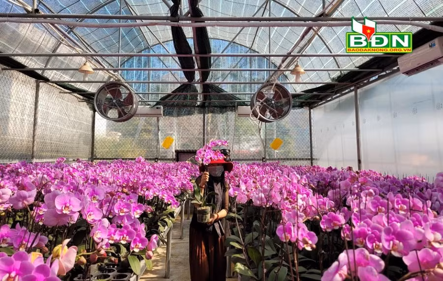  Khách hàng được lựa mua hoa lan Hồ Điệp tại vườn về chưng tết