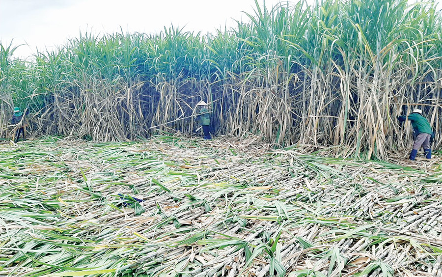 Nông dân các huyện, thị xã phía Đông Nam tỉnh thu hoạch mía (ảnh TTC Gia Lai cung cấp).